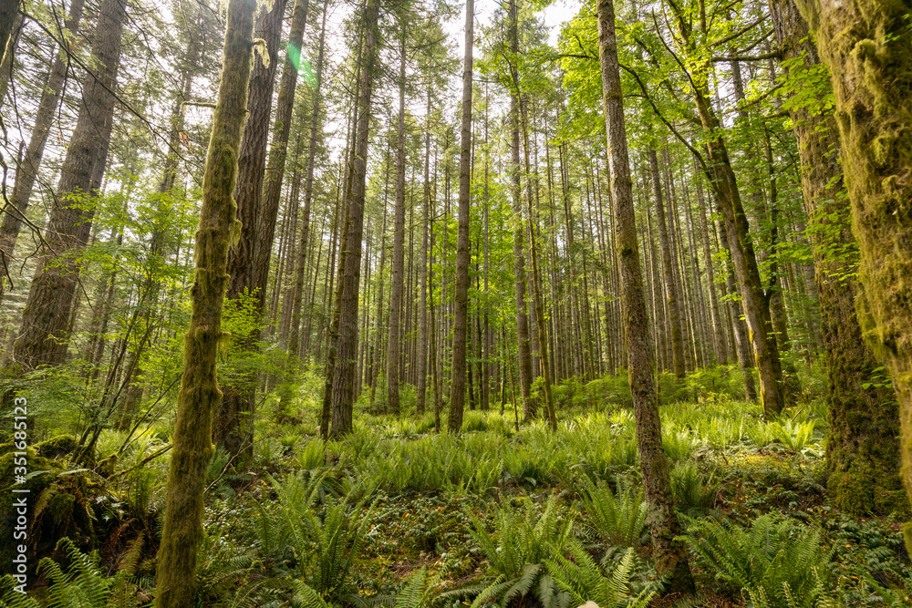 Beautiful landscape of coniferous trees in British Columbia Canada