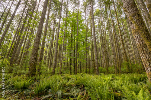 Fototapeta Naklejka Na Ścianę i Meble -  Beautiful landscape of coniferous trees in British Columbia Canada