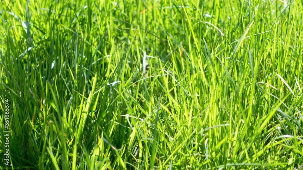 grass shining in the morning rays of sun. grass shining in the morning rays of sun.