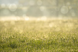 Abstract floral background, meadow in the early morning with beautiful fantastic bokeh