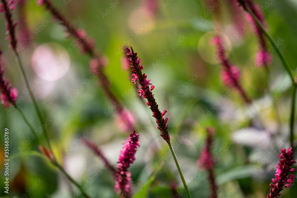 Naklejka premium Abstract floral background, meadow in the early morning with beautiful fantastic bokeh