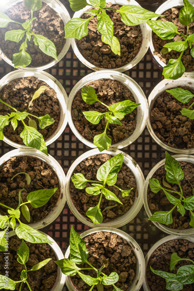 young seedlings of sweet green pepper in plastic seedling containers young seedlings of sweet green pepper in plastic seedling containers