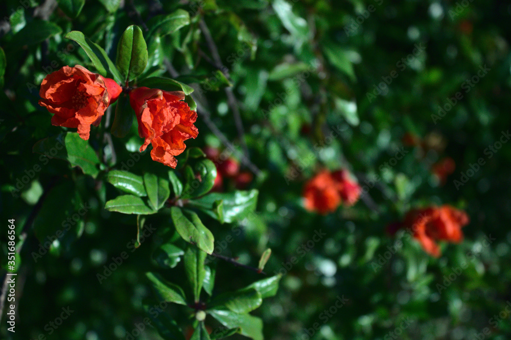 Flores rojas en ramas de árbol frondoso 2