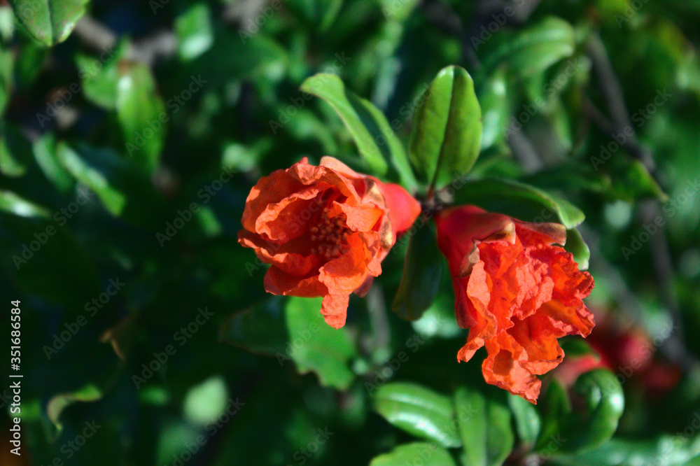 Flores rojas en ramas de árbol frondoso 1 Flores rojas en ramas de árbol frondoso 1