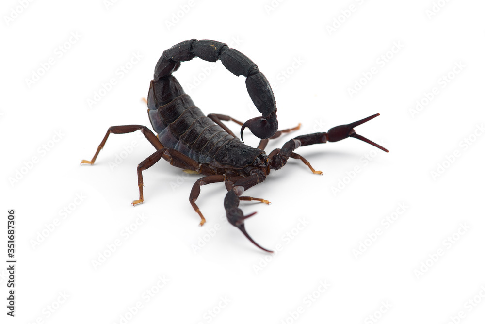 African venom Scorpion isolated on white background African venom Scorpion isolated on white background