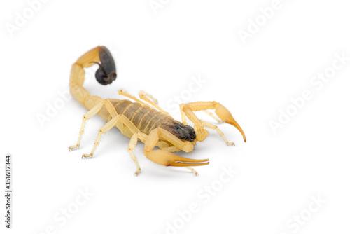 African venom Scorpion isolated on white background