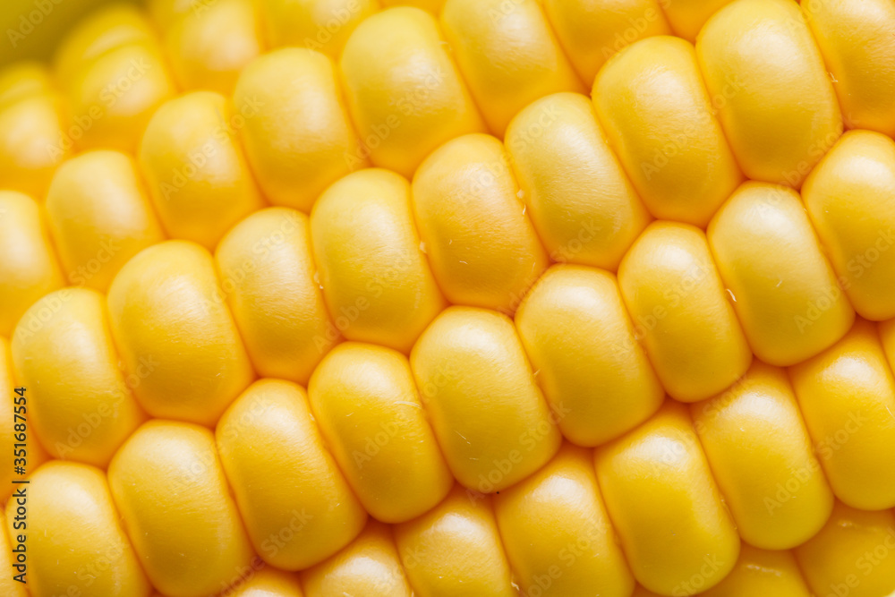 fresh corn cob on white acrylic background fresh corn cob on white acrylic background