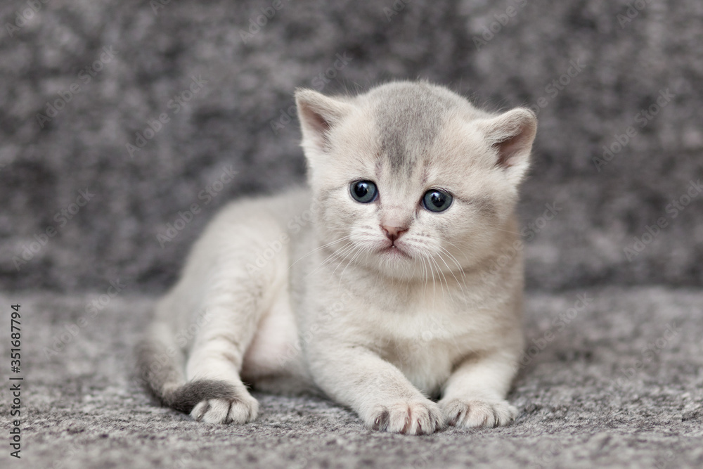 cat on a grey background