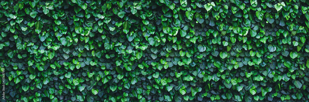 Panoramic ivy green wall surface for decoration design. Natural background texture. Spring Summer Floral banner. Interior vertical garden. Urban jungle indoor gardening. - obrazy, fototapety, plakaty 