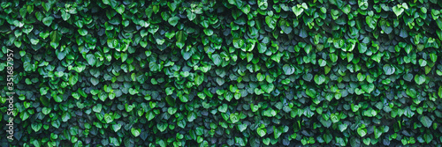 Photo Panoramic ivy green wall surface for decoration design