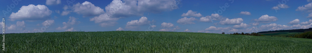 Blick über ein Getreidefeld
