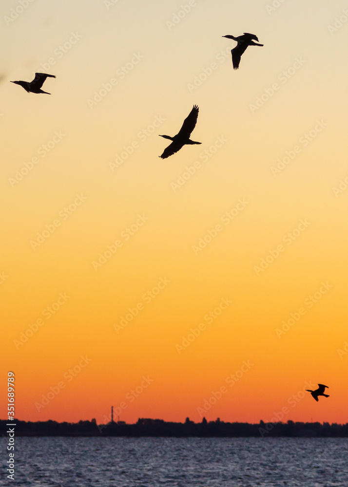 Canada Goose (Branta canadensis) Leading Rest of Flock on Migration South Against a Sunset - Grand Bend, Ontario, Canada