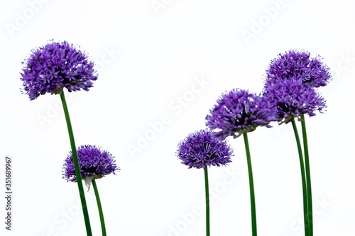 Blooming purple allium giganteum with a white background photo