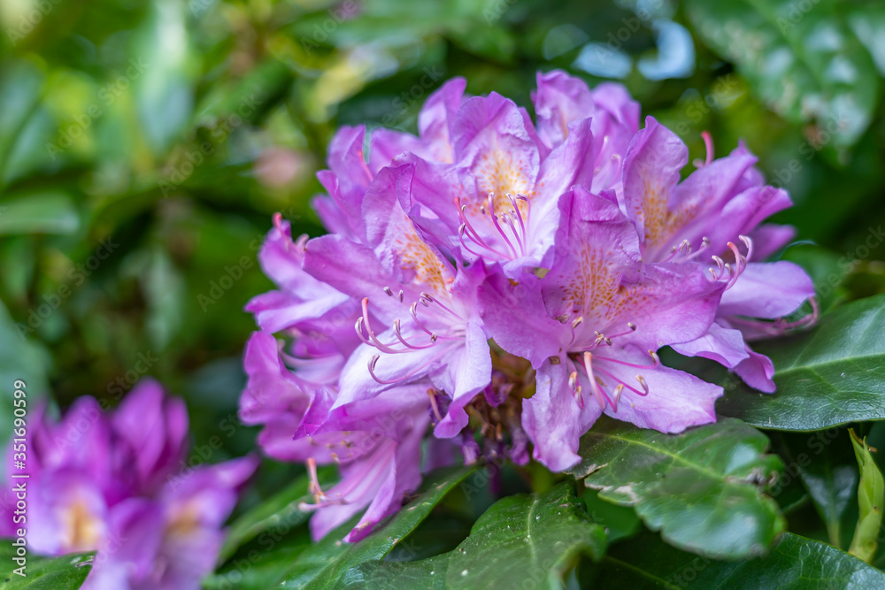 A large violet-colored flower truss with yellow details of a rhododendron in the park De Horsten in Wassenaar, the Netherlands