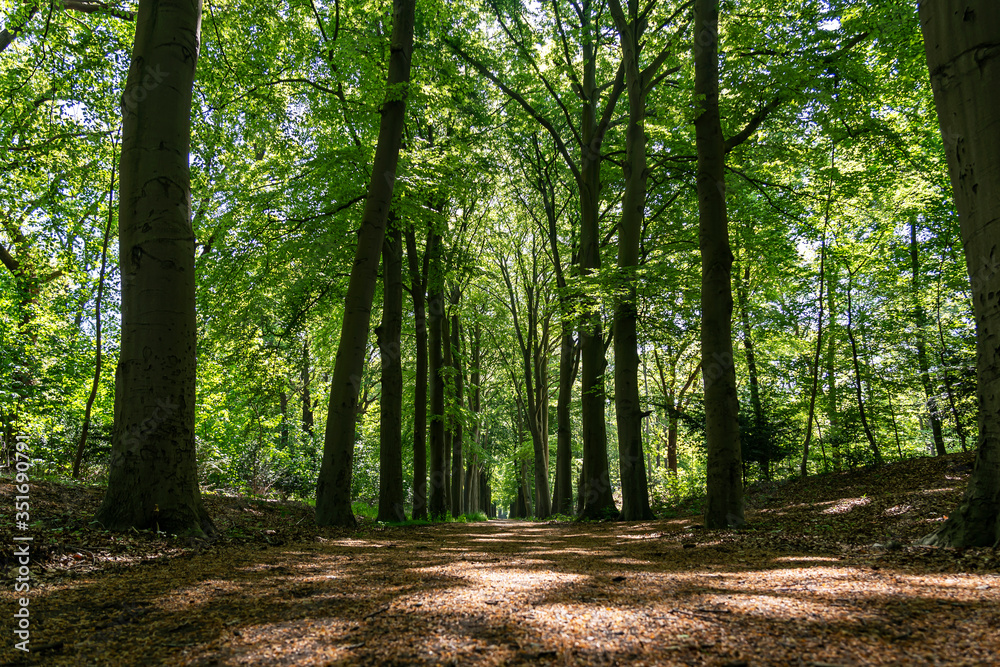 This beautiful avenue with old trees on both sides with fresh green leaves, is located in the park De Horsten in Wassenaar, the Netherlands. This beautiful avenue with old trees on both sides with fresh green leaves, is located in the park De Horsten in Wassenaar, the Netherlands.