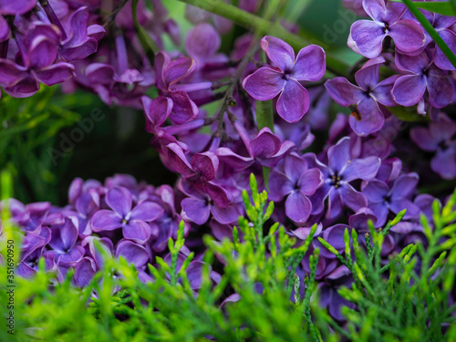 Sprigs of lilac in the juniper. The flowering lilac Bush grows together with the juniper Bush