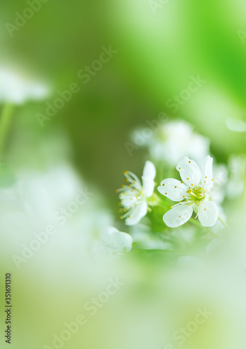 View of white cherry flowers on a green background. Selective focus. Plant concept, background.
