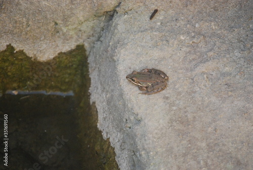 Small Wild Frog on Concrete