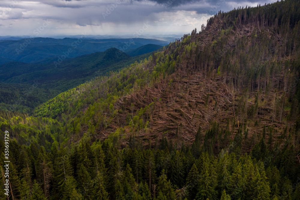 Forest with thousands of fallen trees  due to the very strong wind. Ecological natural disaster. Fallen forest. Aerial photo of logging deforestation in wild forest. Climate change threatens