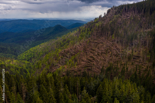 Forest with thousands of fallen trees due to the very strong wind. Ecological natural disaster. Fallen forest. Aerial photo of logging deforestation in wild forest. Climate change threatens