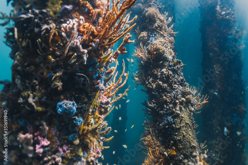 Corais e vida marinha nos pilares submersos do Pier de Busselton, Austrália.