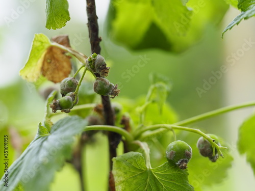 Gray rot has hit the currant Bush. Currant berries leaves are strongly affected by powdery mildew and gray rot in the Summer garden photo