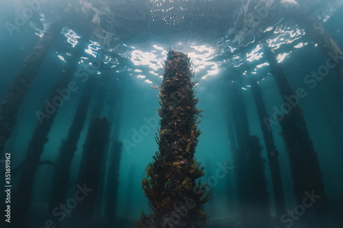 Pilar de madeira submerso do Pier de Busselton, coberto por corais e vida marinha. photo