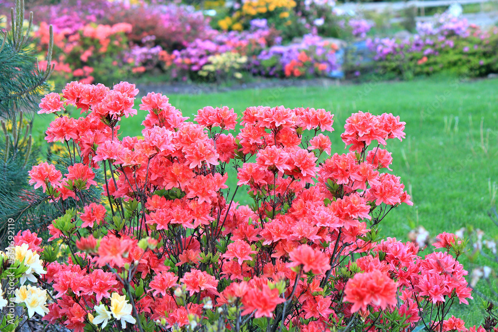 Obraz premium rhododendrons in park