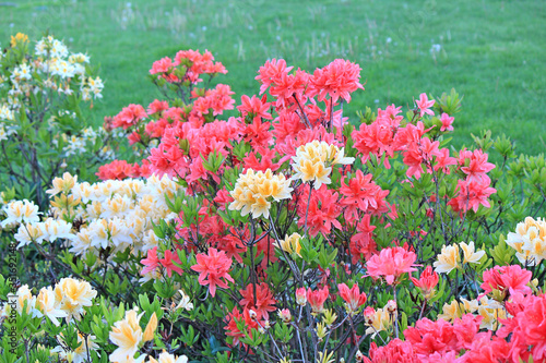 rhododendrons in park © sosnytskyi