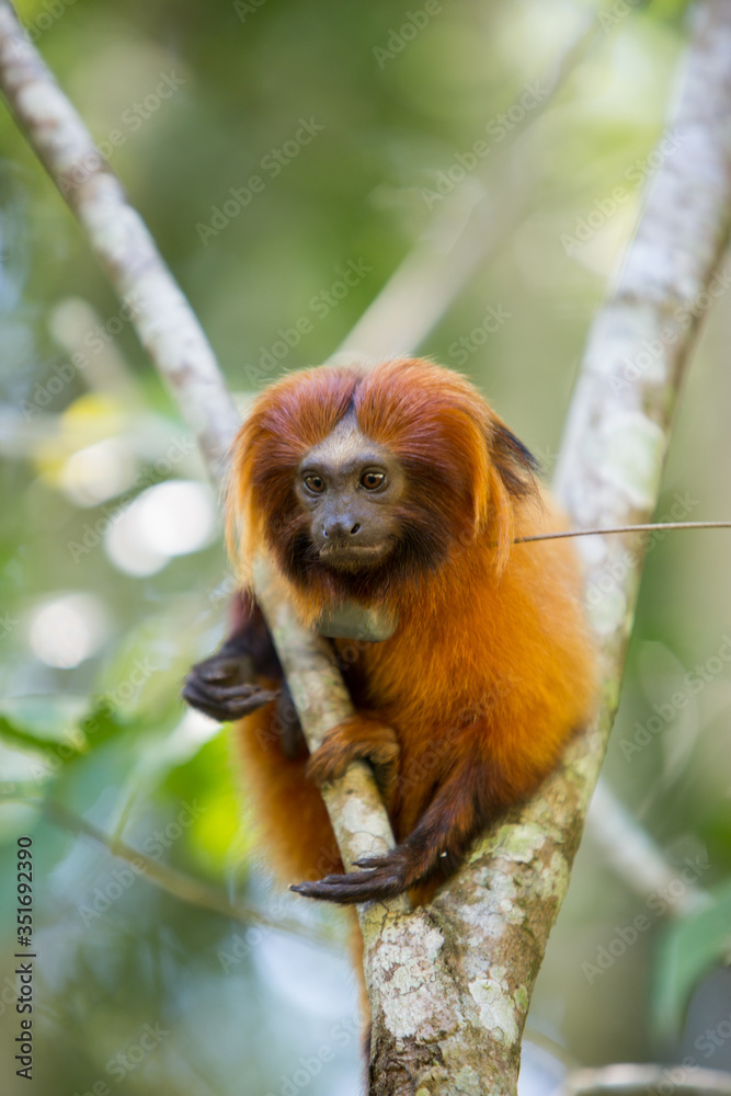 Mico- Leão-Dourado em seu habitat natural. Espécie em risco de extinção ...