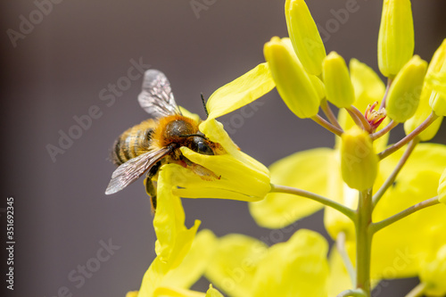 Brussels sprout yellow flowers with bee in natural light