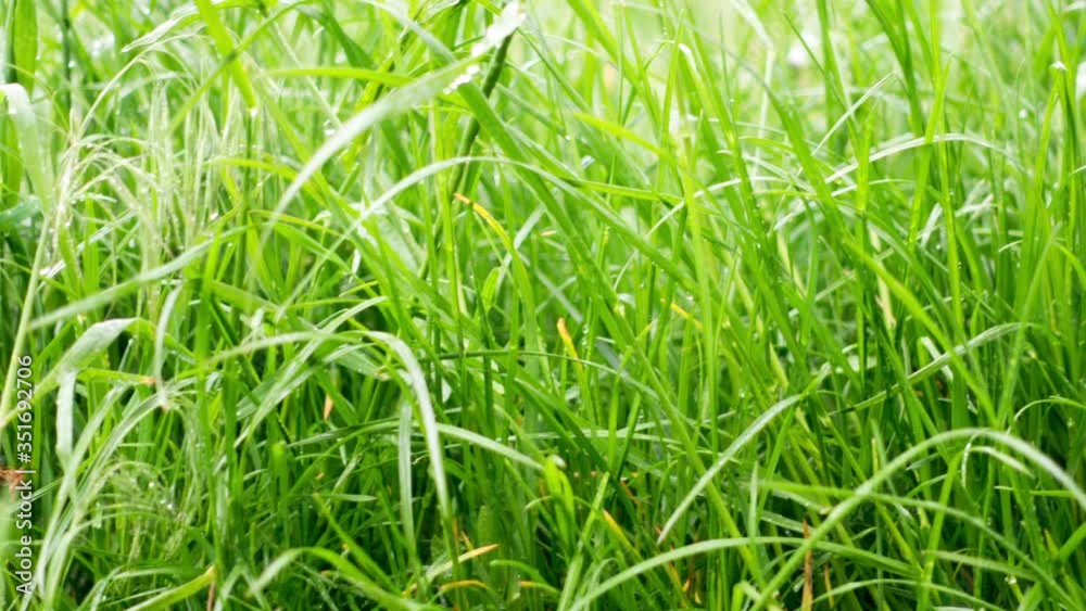 Dew drops on the grass shining in the morning rays of sun. Dew drops on the grass shining in the morning rays of sun.