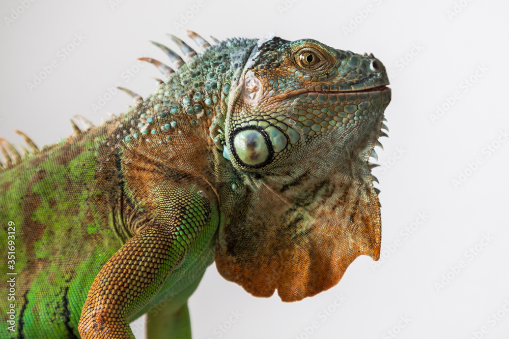 Obraz premium Green Iguana - Iguana iguana - beautiful portrait close-up of head and eye.