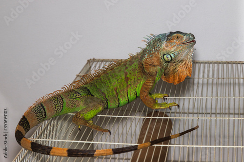Green iguana - Iguana iguana - in a domestic environment on a cage.