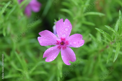 A lilac spring flower
