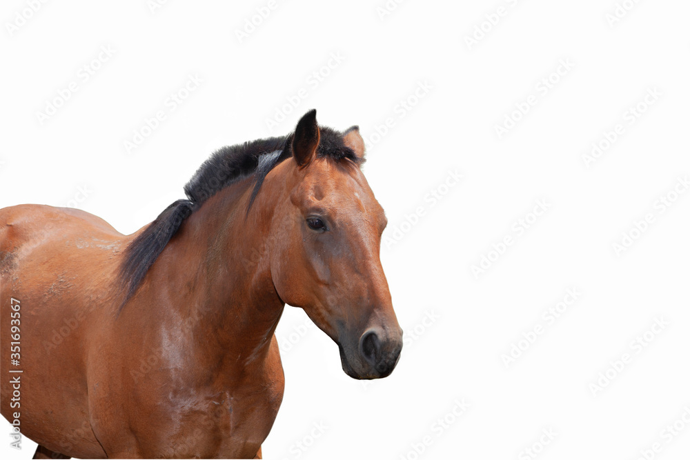 HORSE isolated white background HORSE isolated white background