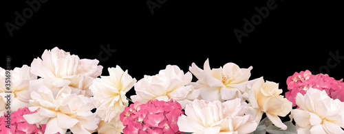 Floral banner  header with copy space. White roses and pink hydrangea isolated on black background. Natural flowers wallpaper or greeting card.