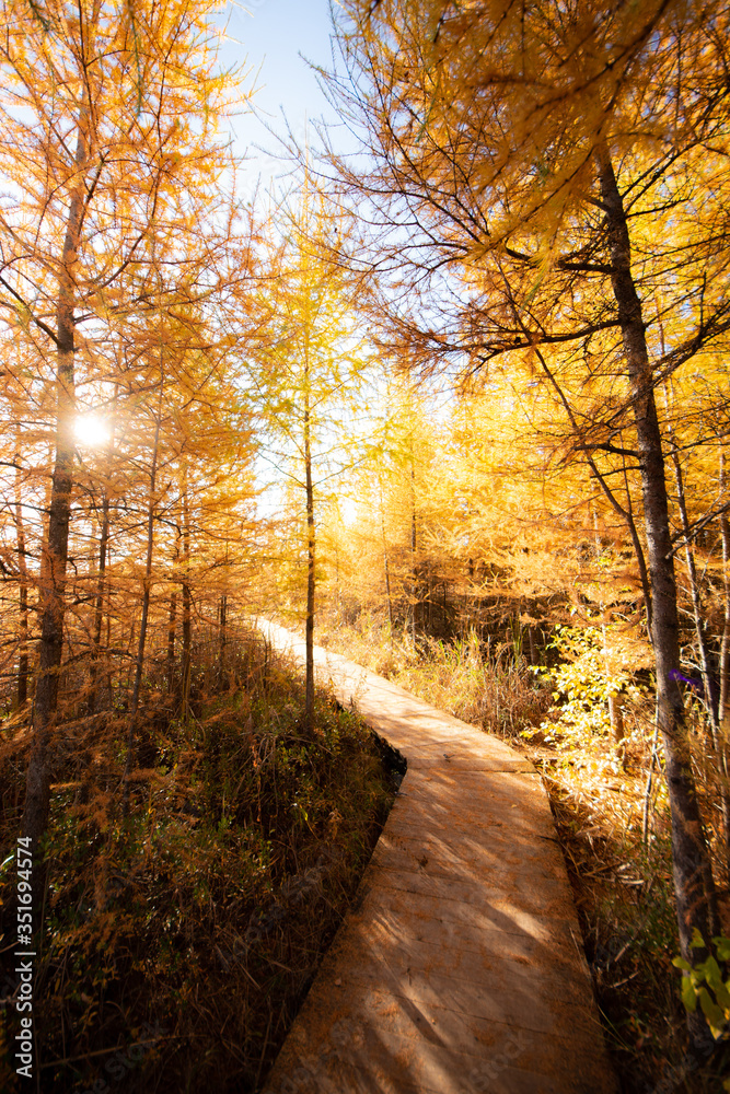 Obraz premium sunrise in the forest