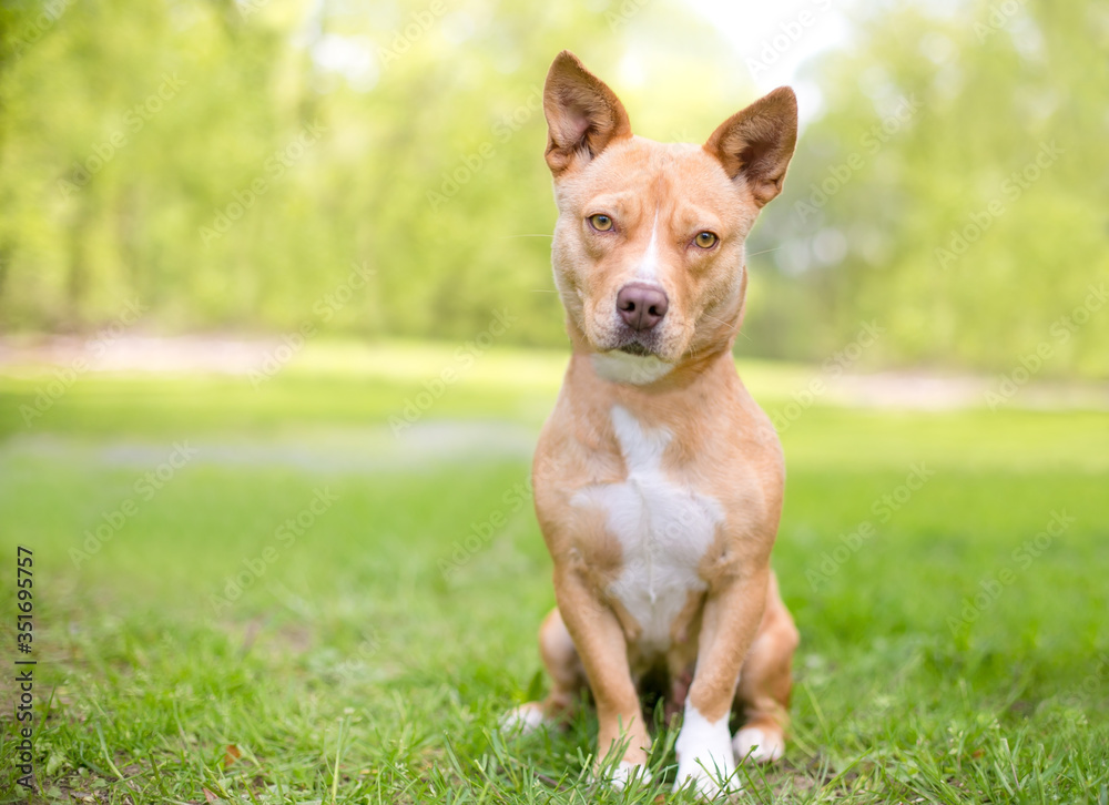 A cute tan and white mixed breed dog with short legs and pointed ears sitting outdoors