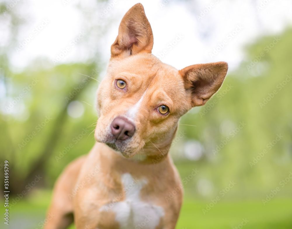 A cute tan and white mixed breed dog with pointed ears, listening with a head tilt