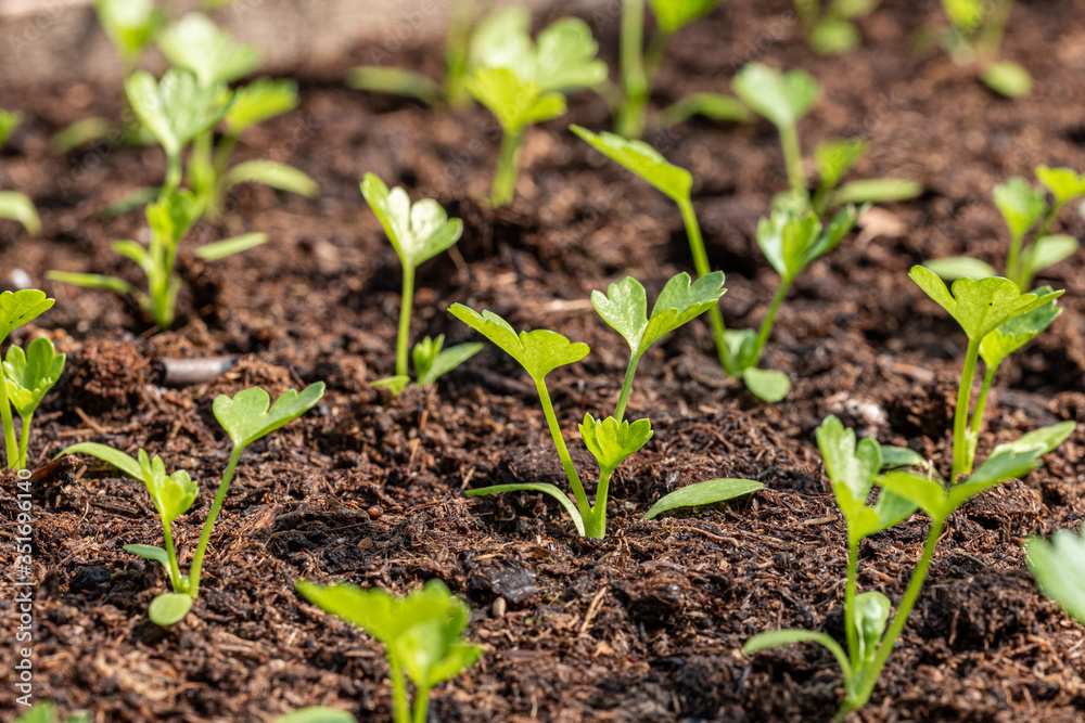 tiny green seedlings of parsley in a nursery in a greenhouse in the spring tiny green seedlings of parsley in a nursery in a greenhouse in the spring