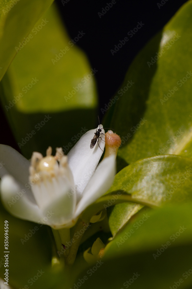 Orange blossom flowers in natural light Orange blossom flowers in natural light
