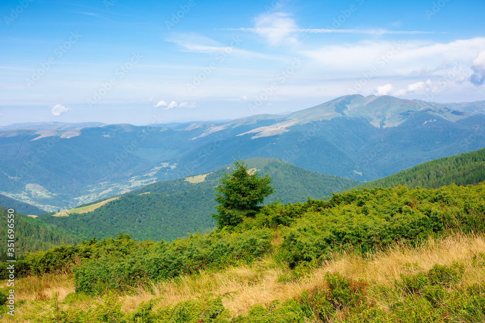 forest on the hillside. view in to the valley. green nature scenery concept. beautiful mountain landscape in summer. blue sky with some clouds in the morning above the distant ridge
