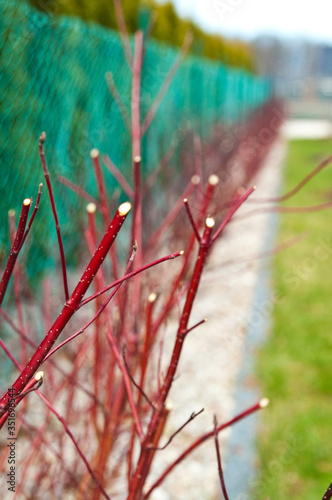 Spring trimming of Cornus alba Argenteomarginata plant photo