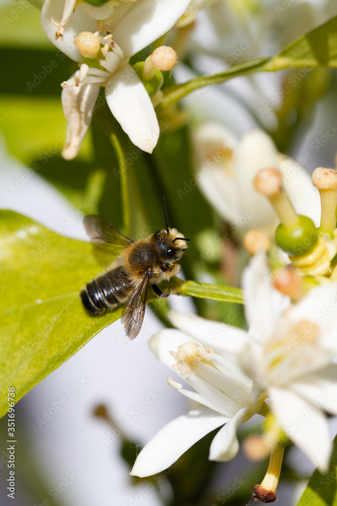 Fototapeta premium Orange blossom flowers in natural light