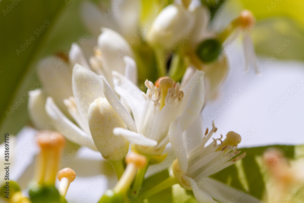 Fototapeta premium Orange blossom flowers in natural light