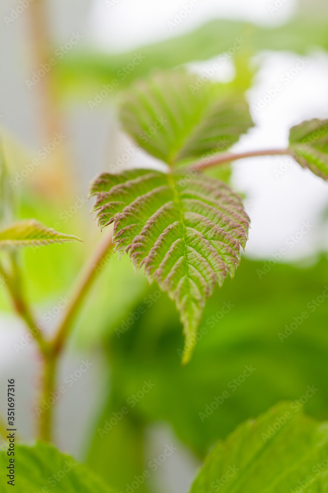 Green leaves of a raspberry plant in natural light Green leaves of a raspberry plant in natural light