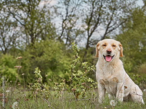 Village dog on the field.