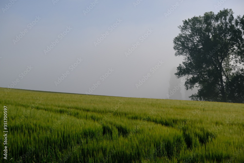 Landscape with wheel tracks in the grass. In the background trees and mist