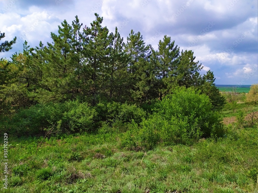 landscape with pine trees and blue sky landscape with pine trees and blue sky